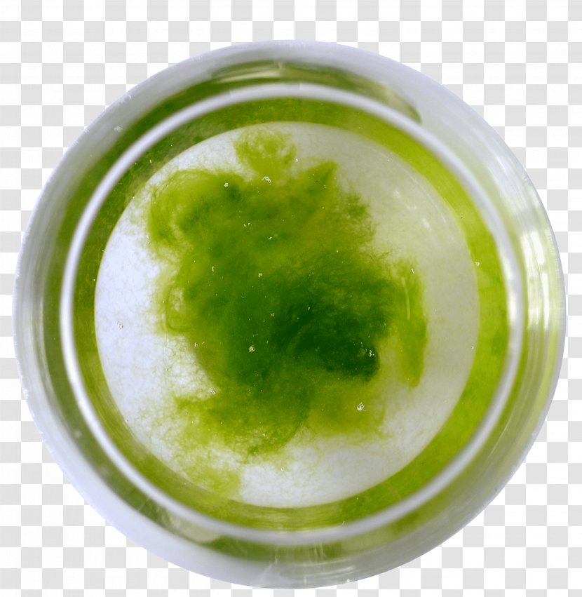 Bacteria Green Algae Keyword Tool Environment - Biotope Transparent PNG