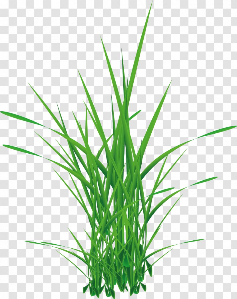 Clip Art Image Stock Photography Vector Graphics - Chrysopogon Zizanioides - Sweet Grass Transparent PNG