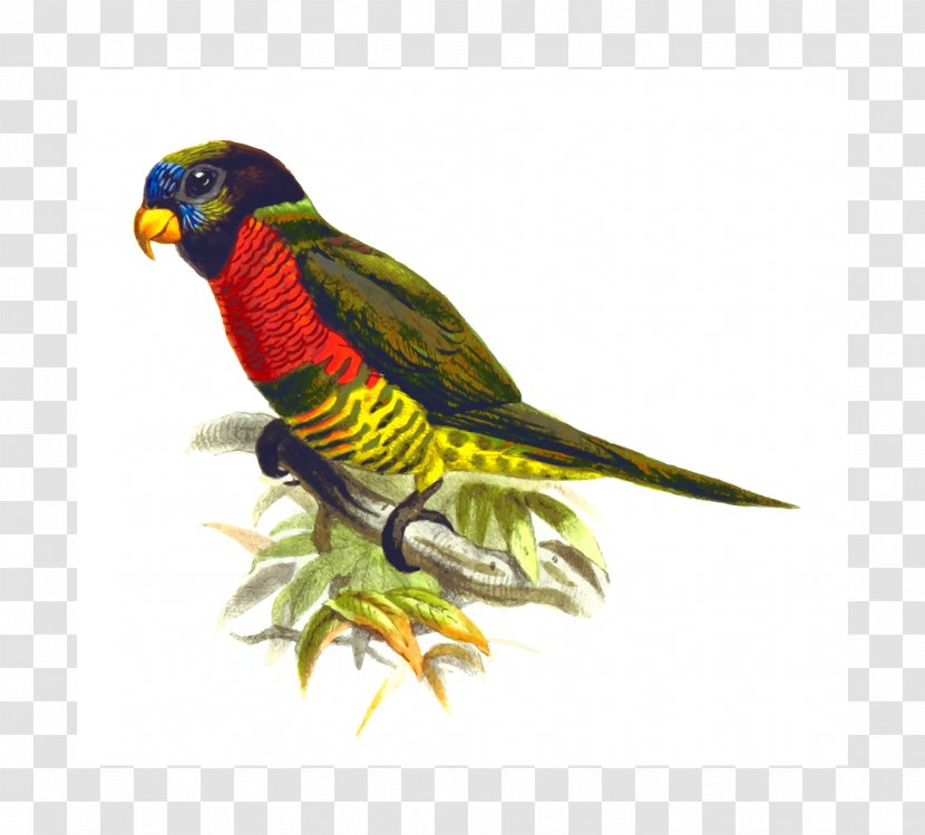 Parrot Bird Lories And Lorikeets Desktop Wallpaper Clip Art - Beak Transparent PNG