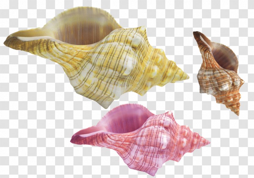 Conchology Seashell Sea Snail - Designer - Colorful Conch Shell Material Transparent PNG