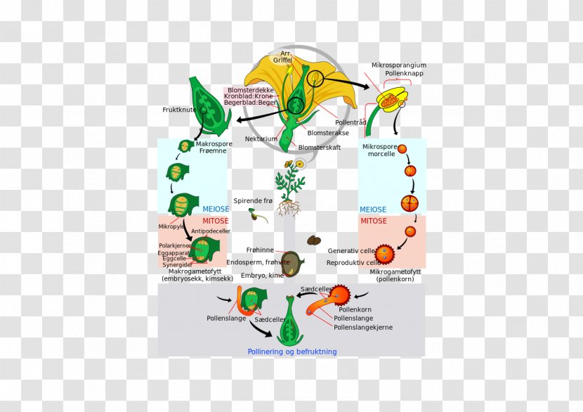 Flowering Plant Biological Life Cycle Diagram Gametophyte - Text Transparent PNG