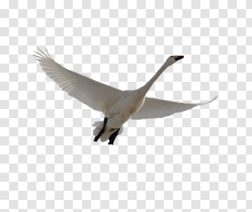 Cygnini Swan Goose Bird Domestic - Cartoon Transparent PNG