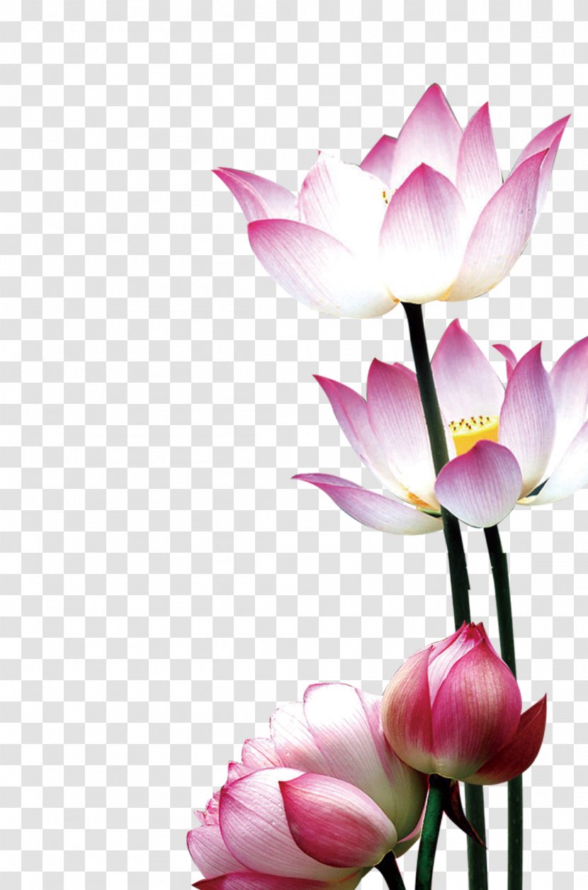 Flower Nelumbo Nucifera Water Lily - Tulip - Lotus Transparent PNG