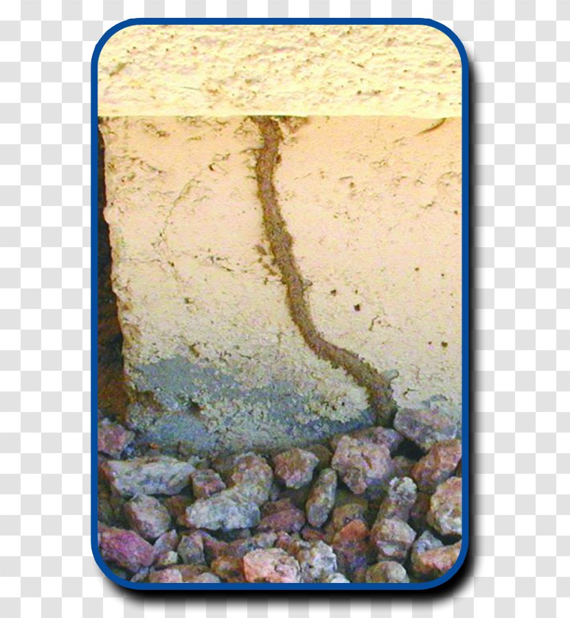 Formosan Subterranean Termite Pest Control Cockroach Eastern Transparent PNG