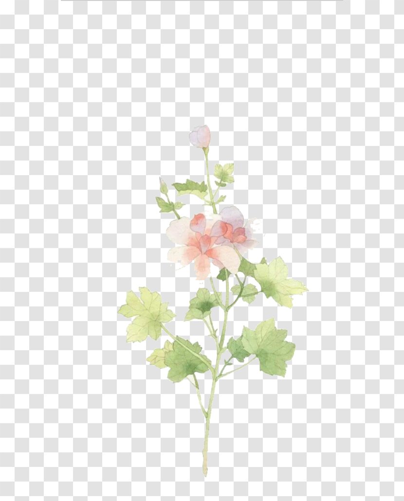 IPhone 6 5s Wallpaper - Rose Family - Hand-painted Winter Jasmine Transparent PNG