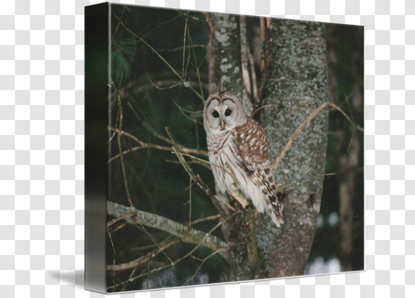 Barred Owl Gallery Wrap Hawk Canvas - Tree Transparent PNG