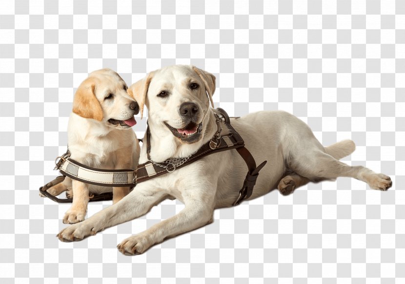 Labrador Retriever Golden Puppy Guide Dog To Dogs - About Us Transparent PNG