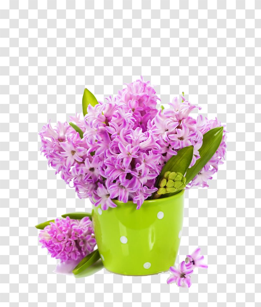 Tulip Flower Lilac Hyacinth Wallpaper - Purple - Beautiful Transparent PNG