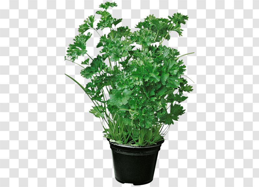 Parsley Flowerpot Casserole Marjoram REWE - Tree - Plant Transparent PNG