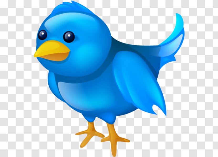 Social Media Icons Background - Cartoon - Perching Bird Flightless Transparent PNG