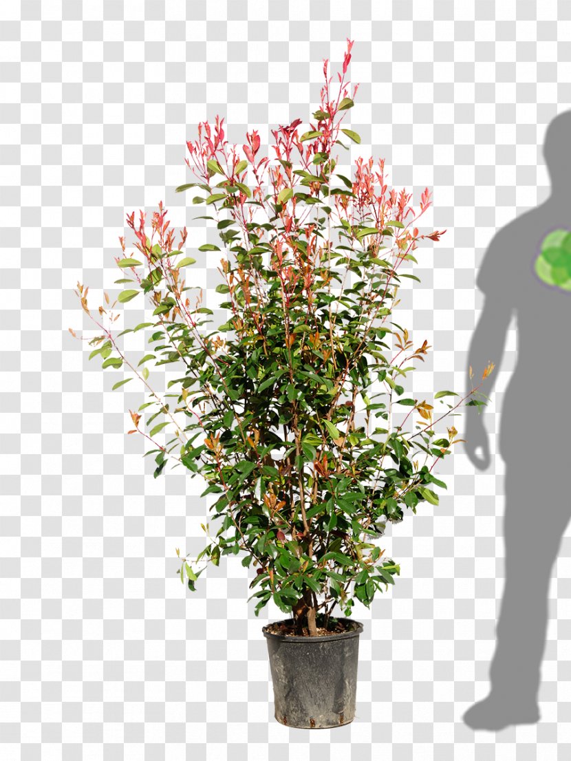 Flowerpot Houseplant Shrub Flowering Plant - Flower Transparent PNG