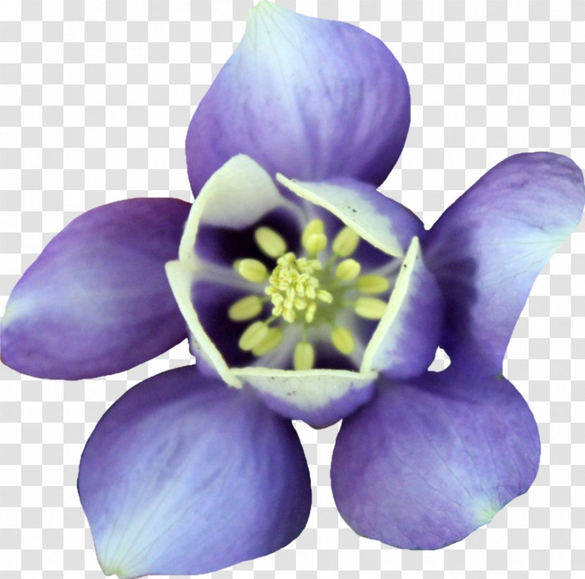 Clickable Petal Violet - Deviantart - Purple Tulip Transparent PNG
