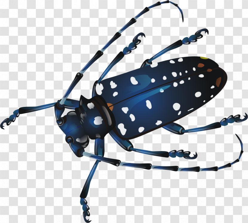 Longhorn Beetle Seven-spot Ladybird Citrus Long-horned - Sevenspot Transparent PNG