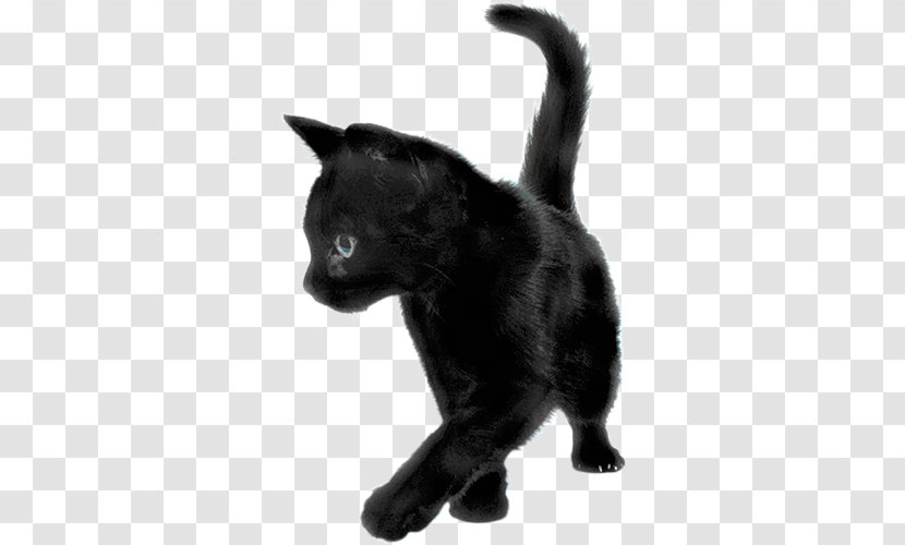 Kitten Persian Cat Savannah Black - Fur Transparent PNG
