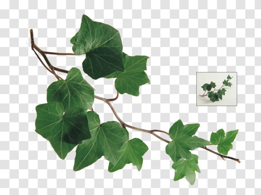 Branch Common Ivy Leaf Vine Twig Transparent PNG