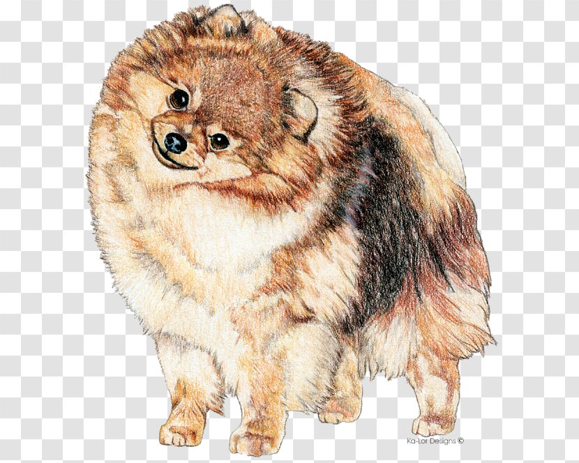 German Spitz Klein Pomeranian Mittel Volpino Italiano Dog Breed - Toy - Design Transparent PNG