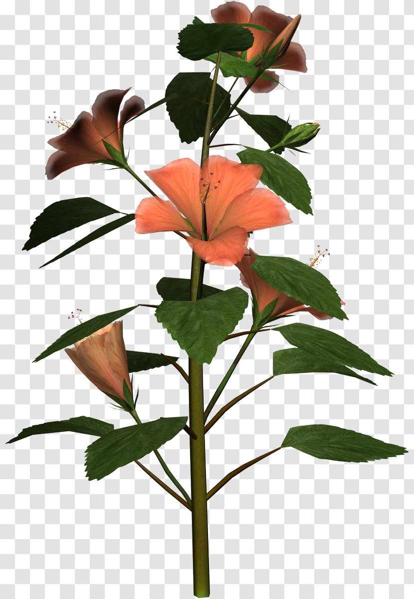 Hibiscus Mutabilis Cut Flowers Clip Art - Smell Of Transparent PNG