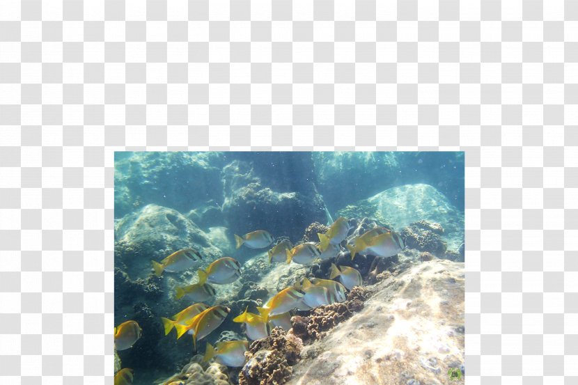 Coral Reef Fish Underwater Sea - Water Transparent PNG