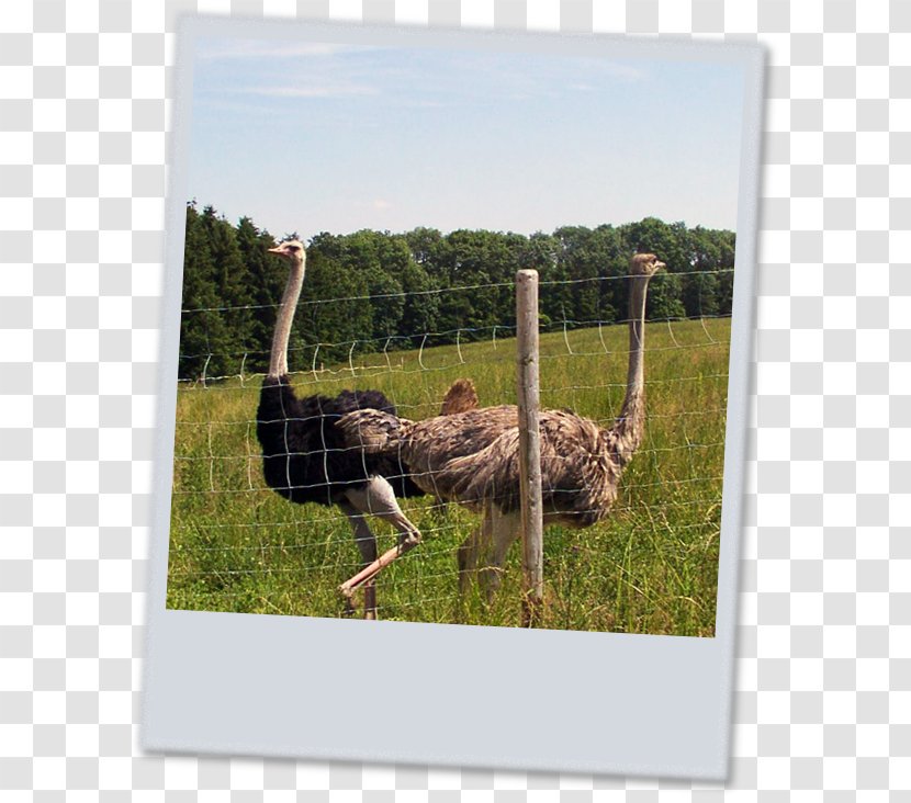 Common Ostrich Emu Fauna Pasture Egg - Bird Transparent PNG