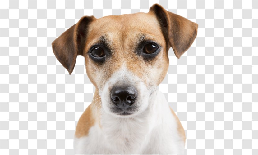 Dog Breed Russell Terrier Puppy Chow Cat - Collar Transparent PNG