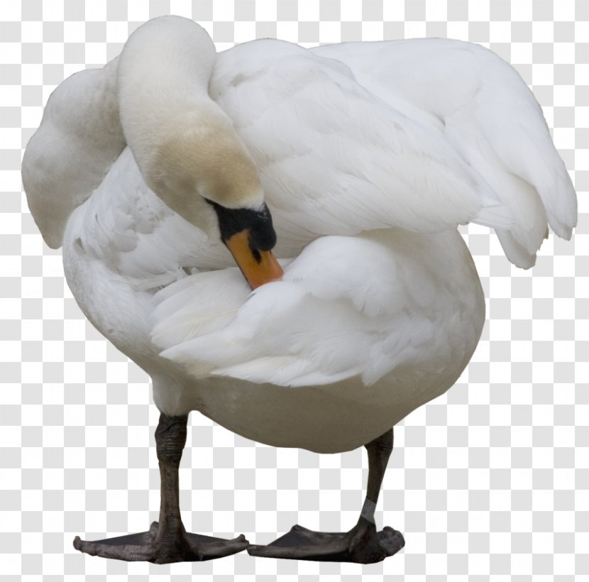 Cygnini Duck Goose - Swan Transparent PNG