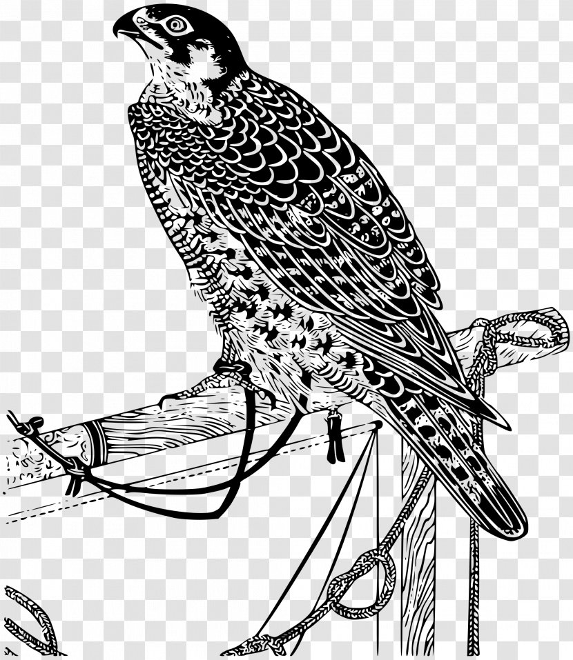 Falcon Drawing Clip Art - Wing Transparent PNG