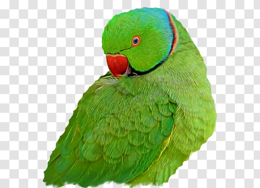 Macaw Loriini Parakeet Feather Beak - Pet - Fine Feathers Transparent PNG