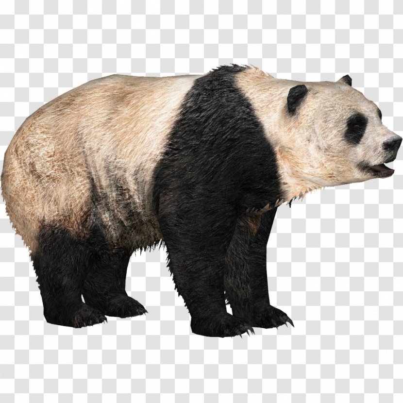 Zoo Tycoon 2 Giant Panda Brown Bear Transparent PNG
