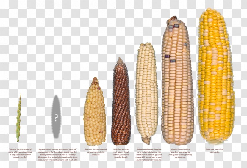 Corn On The Cob Maize Starch Teosinte Agriculture - Vegetarian Food - Plant Transparent PNG