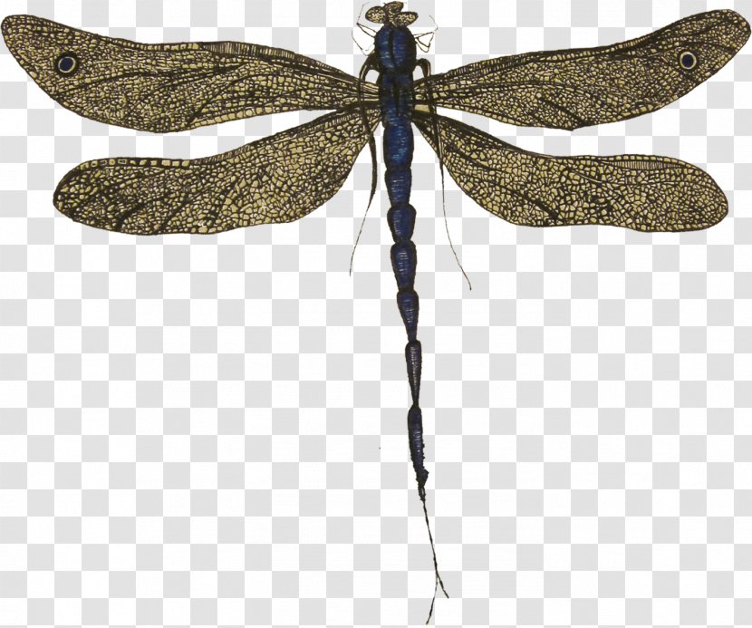 Butterfly Dragonfly Pterygota Arthropod Animal - M - Dragon Fly Transparent PNG