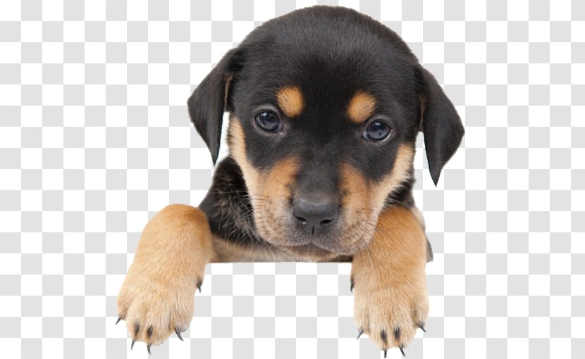 Labrador Retriever Havanese Dog Puppy Mill Kitten - Cute Transparent PNG