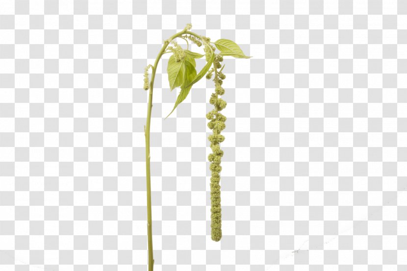Holex Flower B.V. Plant Stem Leaf Amaranth - Swiss Cheese - The Atmosphere Was Strewn With Flowers Transparent PNG