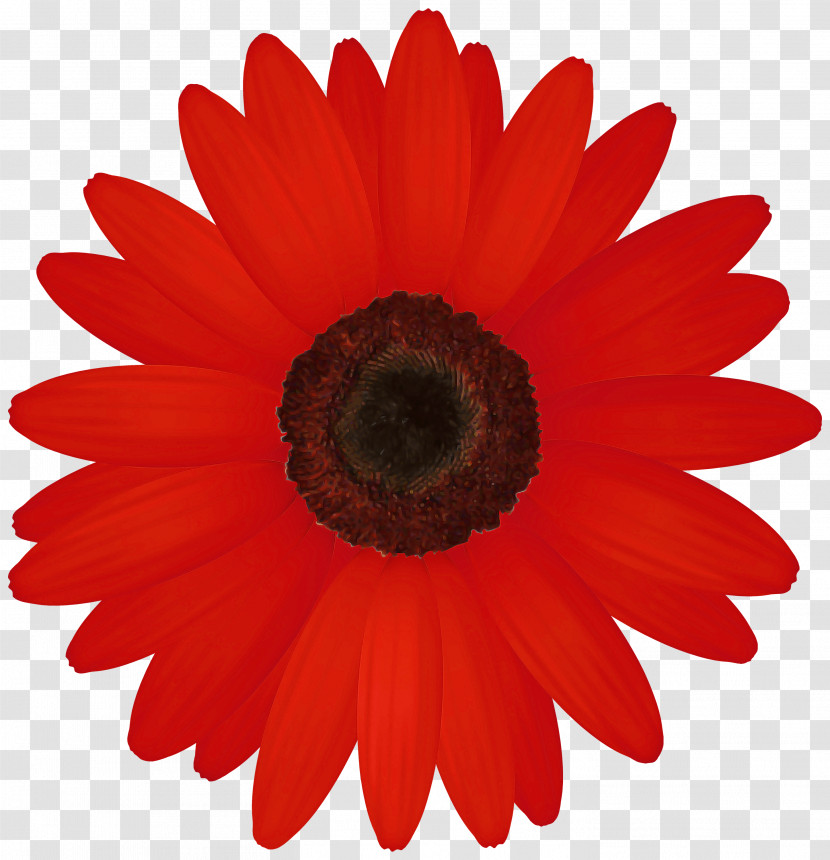 Flower Barberton Daisy Petal Gerbera Red Transparent PNG