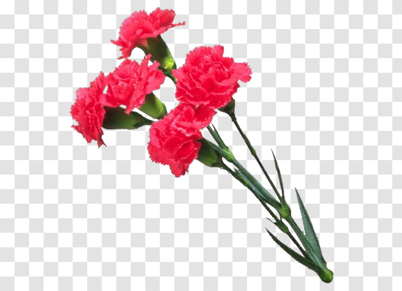 Carnation Cut Flowers Mother's Day - Flowering Plant - Flower Transparent PNG