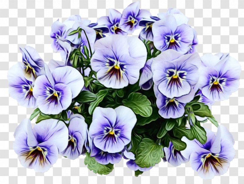 Pansy Flower Plants Clip Art - Petal Transparent PNG