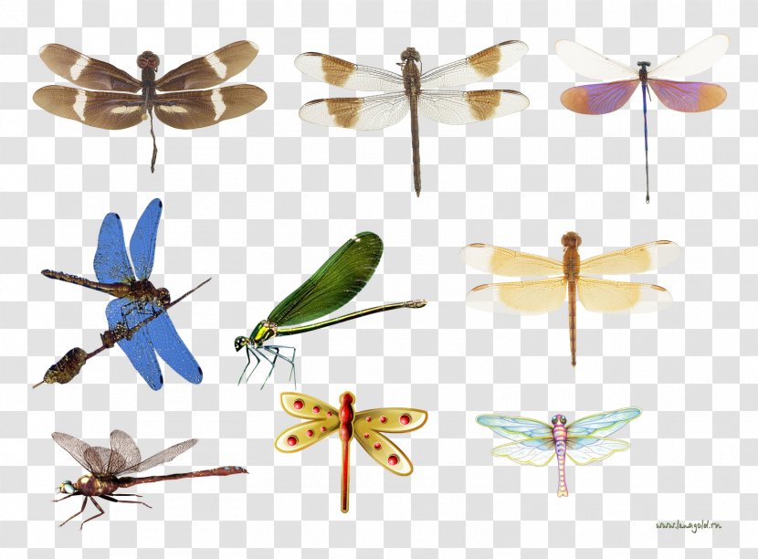 Dragonfly Insect Butterfly Propeller Transparent PNG