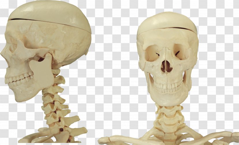 Skull Bone Skeleton Homo Sapiens - Watercolor Transparent PNG