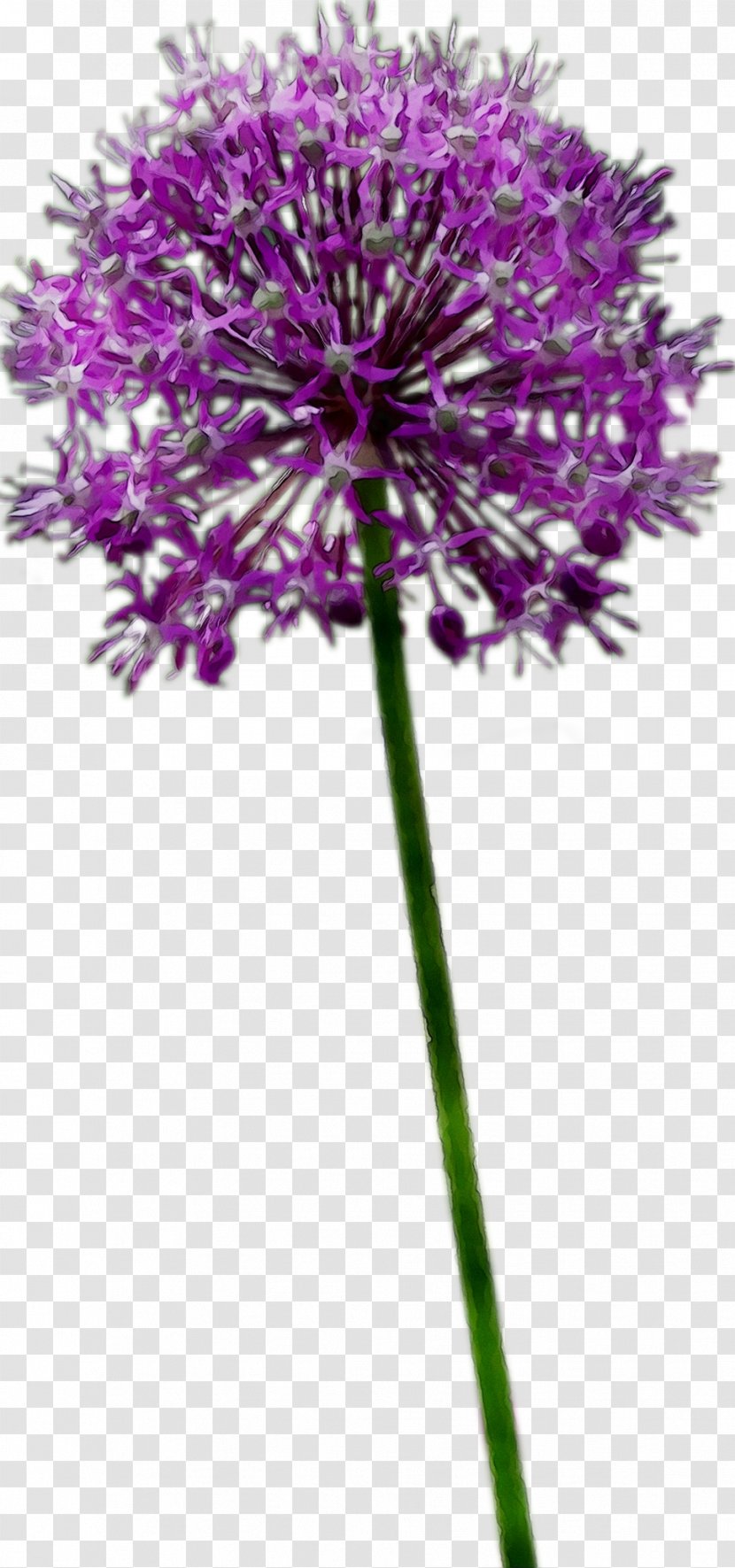 Plant Stem Milk Thistle Cut Flowers Purple Transparent PNG