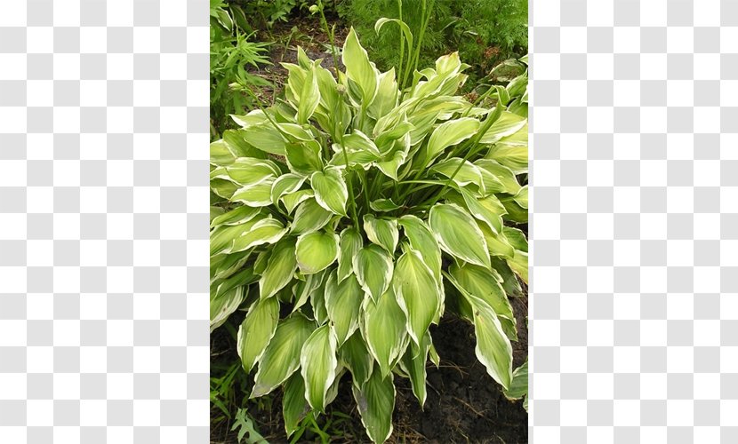 Leaf Evergreen Groundcover Shrub Lawn Transparent PNG