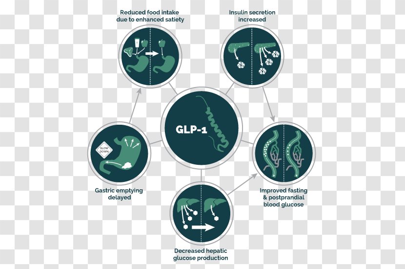 Glucagon-like Peptide-1 Receptor Agonist Diabetes Mellitus Type 2 - Brand - Therapy Transparent PNG