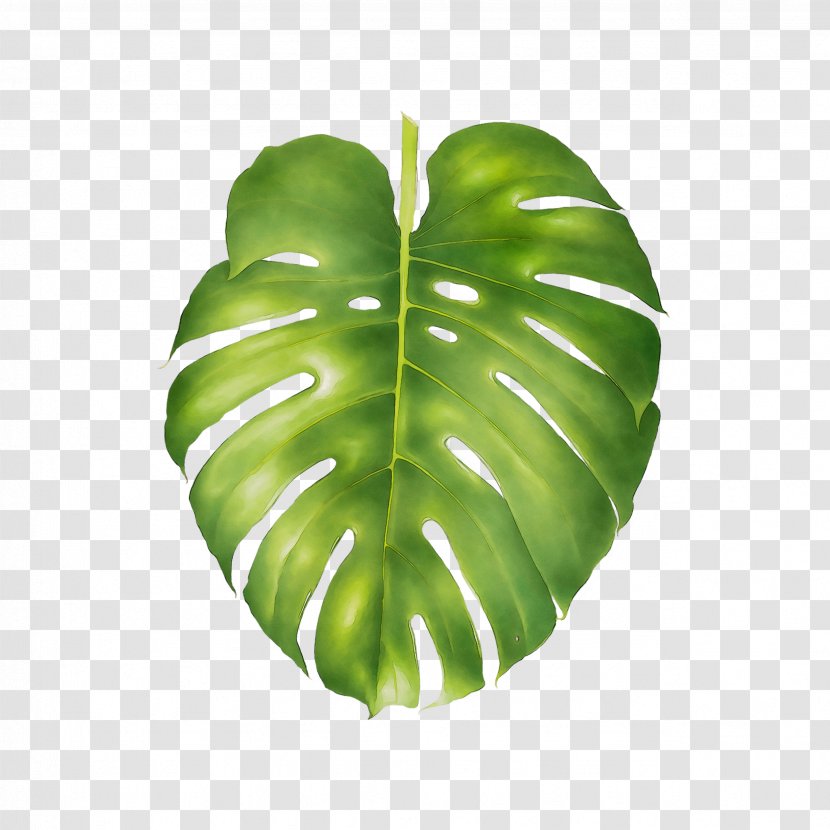 Tattly Swiss Cheese Plant Abziehtattoo Philodendron - Tattoo - Leaf Transparent PNG