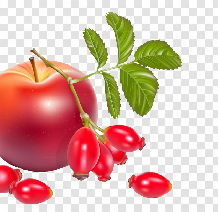 Rose Hip Dog-rose Berry Illustration - Nutraceutical - Exquisite Apple Transparent PNG