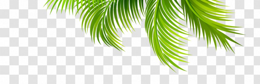 Arecaceae Leaf Coconut Branch - Arecales - Leaves Transparent PNG