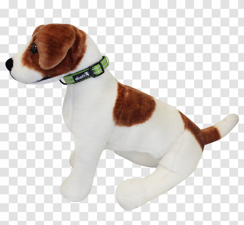 Beagle English Foxhound Jack Russell Terrier Puppy - Breed Transparent PNG