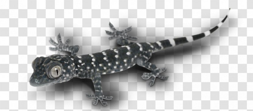 Gecko Lizard Terrestrial Animal - Scaled Reptile Transparent PNG