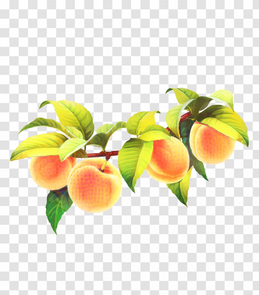 Apple Tree - Fruit - Nectarine Prunus Transparent PNG