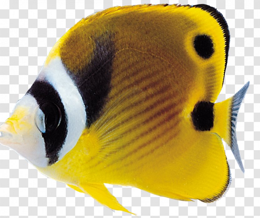 Ornamental Fish Clip Art - Marine Biology - Flare Lens Transparent PNG
