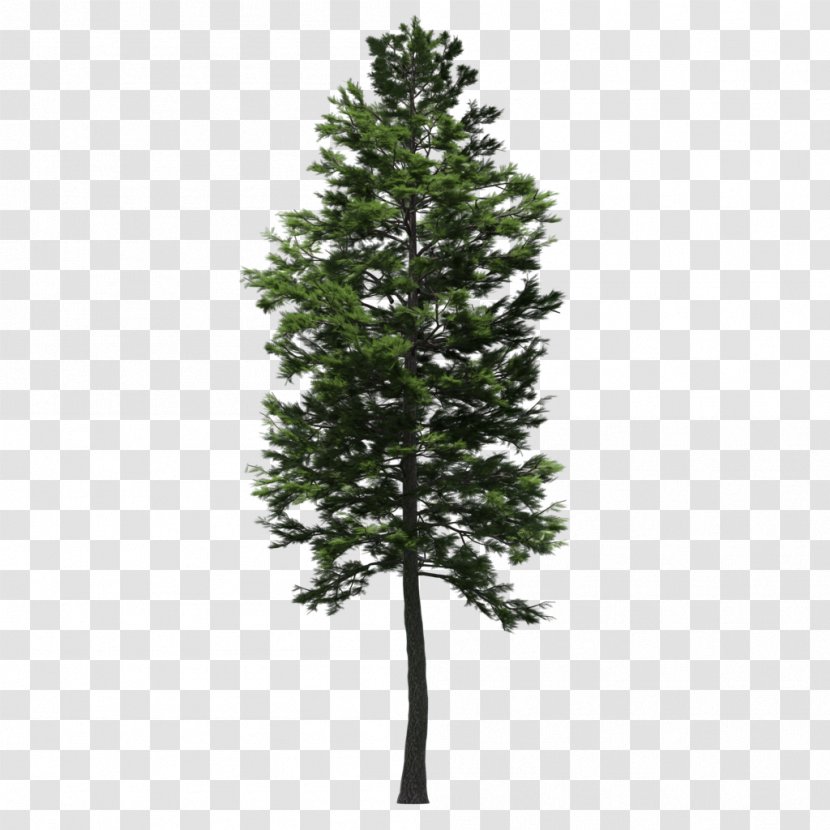 Spruce Scots Pine Fir Larch Tree - Christmas Transparent PNG