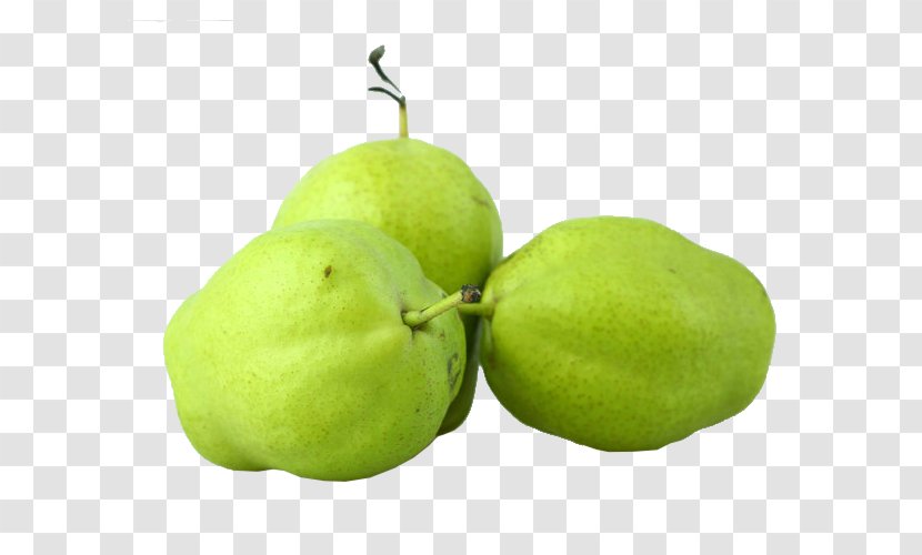 Asian Pear Pyrus Nivalis European Fruit - Green Transparent PNG