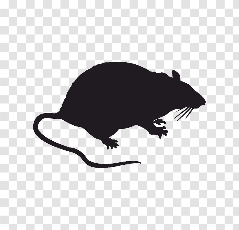 Rodent Brown Rat Sticker Decal Blanket - Wall - Mouse Transparent PNG